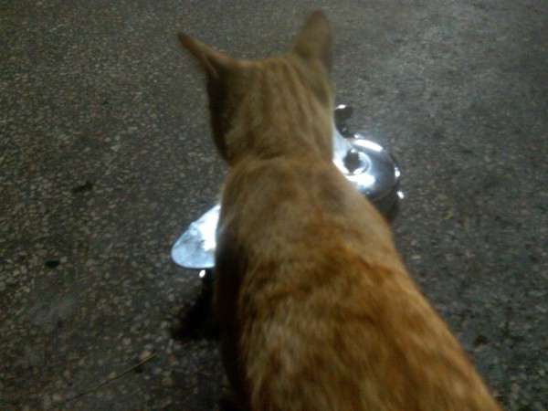 IMG00191-20110711-2233.jpg (688.71 KiB) Viewed 357970 times The workshop cat liked it, too!